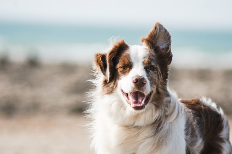 Vault Unlock: Gifts for Dog Lovers